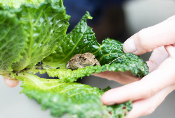 Biodiversiteit bij Zilt en Zoet