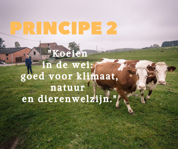 Principe 2: Koeien in de wei