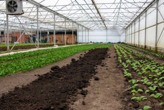 Een deel van de serre van De Kleibeek. Het plantseizoen is er net begonnen. (februari 2024)