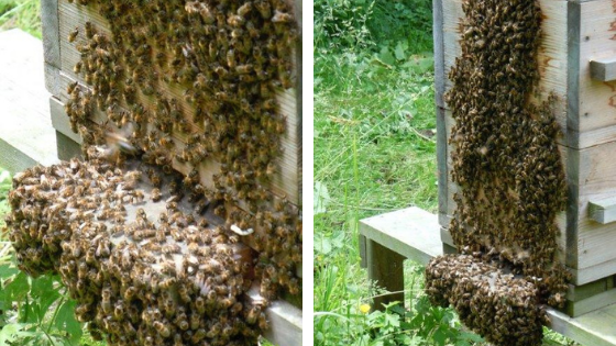 Lode Devos, natuurlijk bijen houden