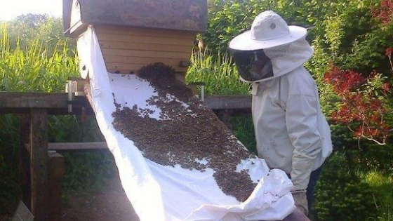 Lode Devos, natuurlijk bijen houden