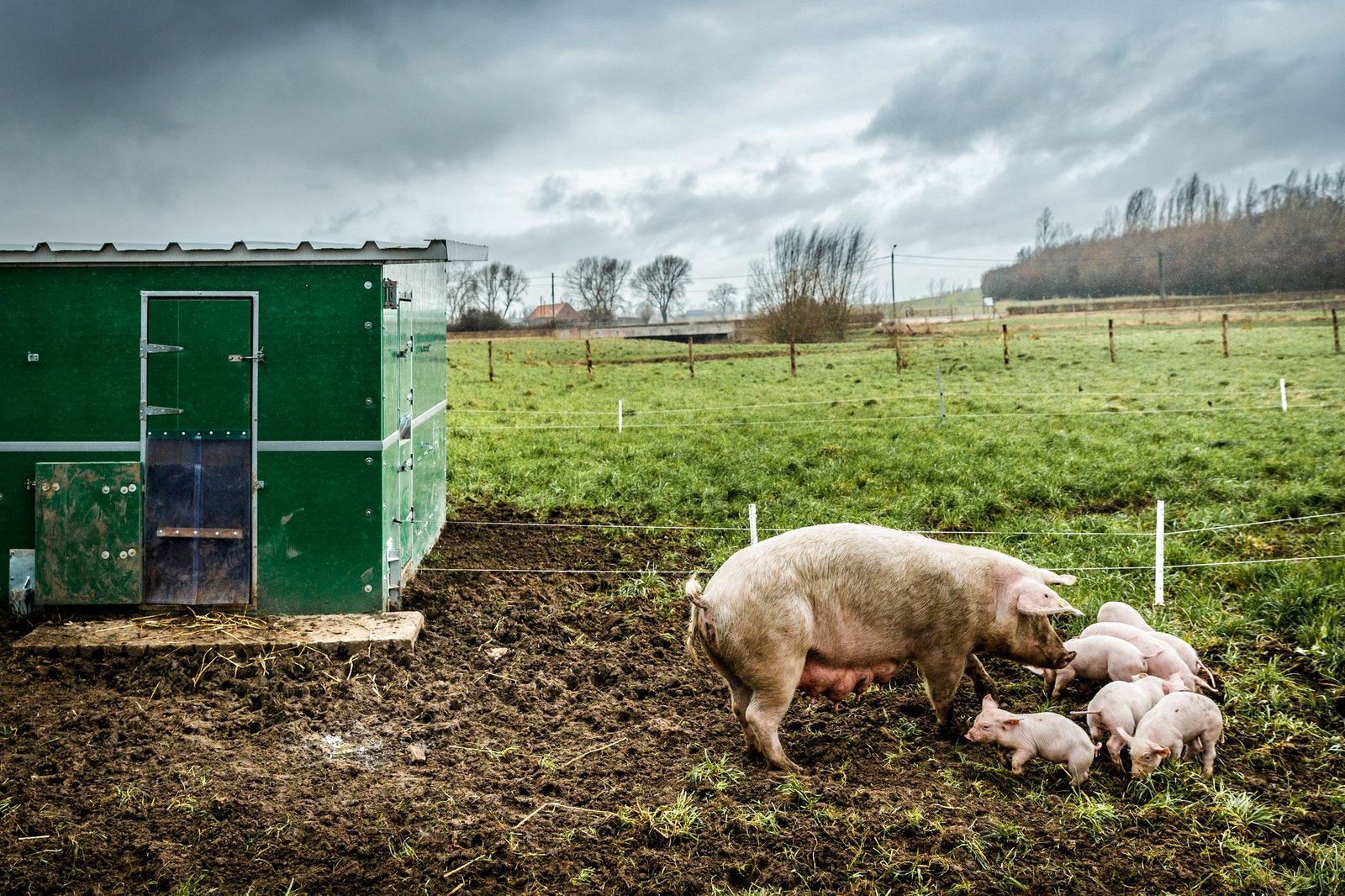 Buitenstal bij Biologische varkenshouderij De Vleterbeek