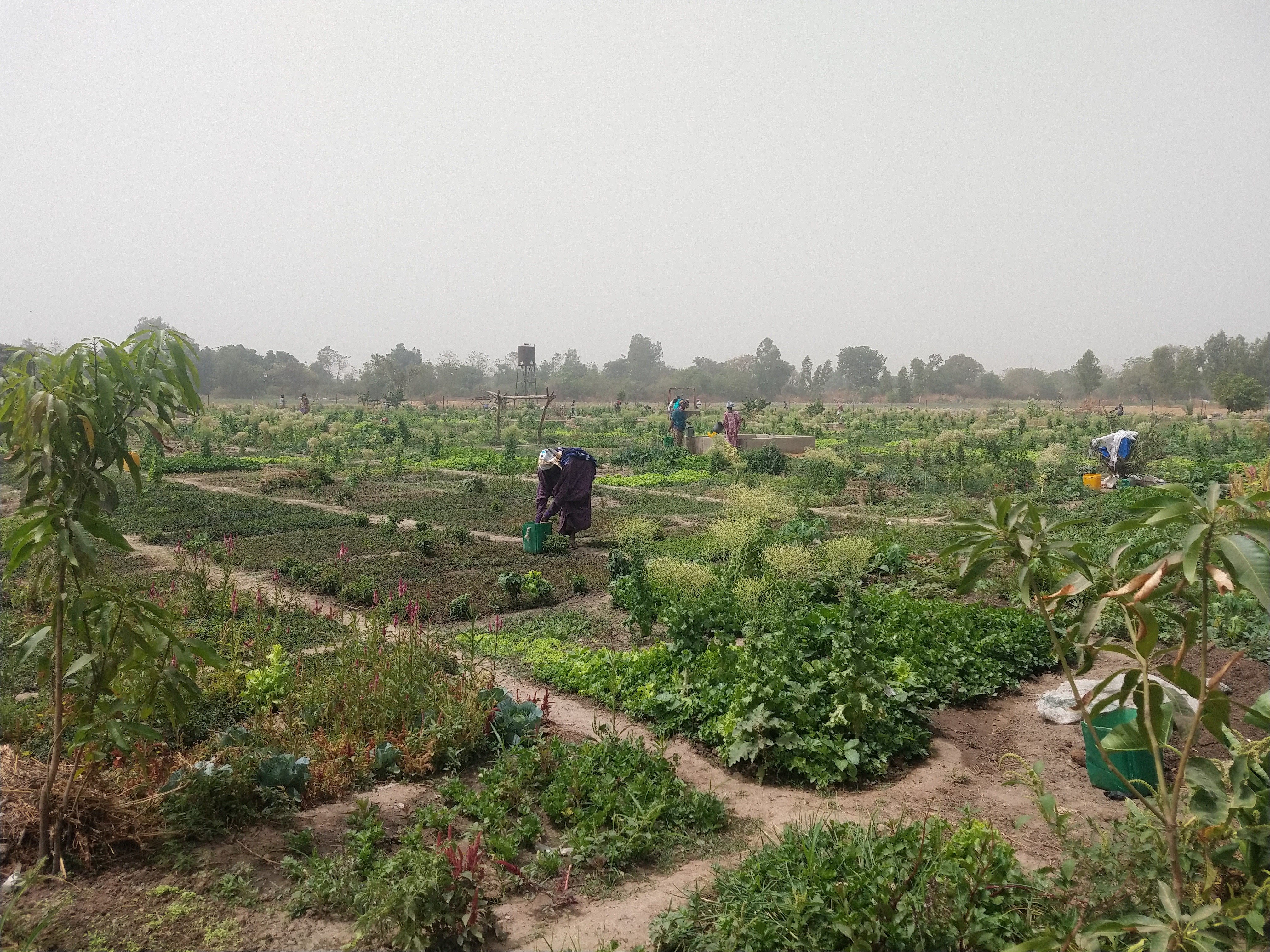 Groentetuin in Farabana