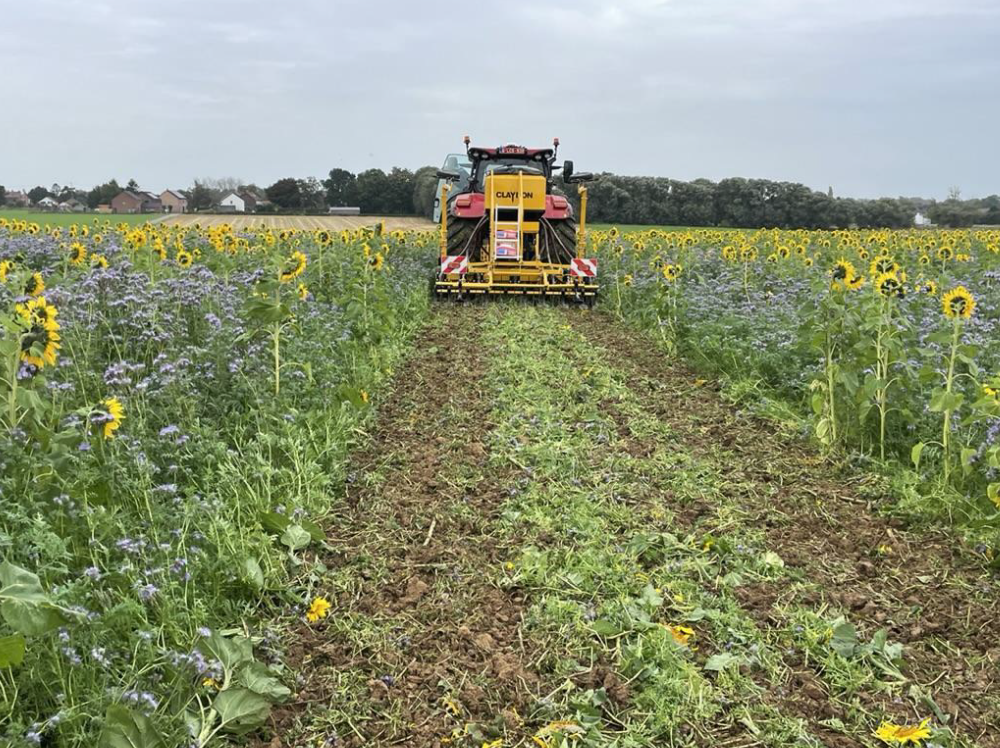 Machine voor niet-kerende bodembewerking in zonnebloem veld