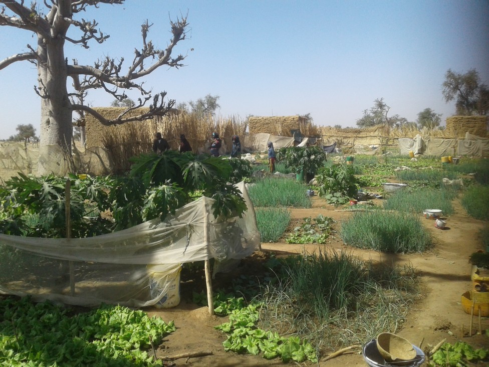 Solidagro - Ontwikkeling van groente- en fruitplanten