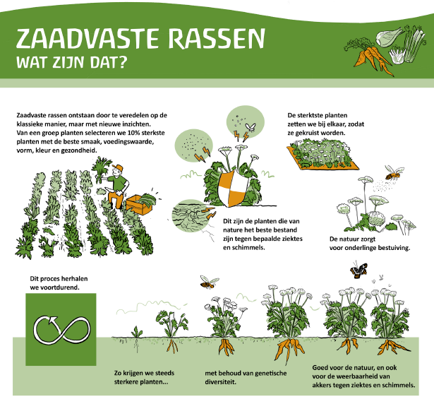wat zijn zaadvaste rassen