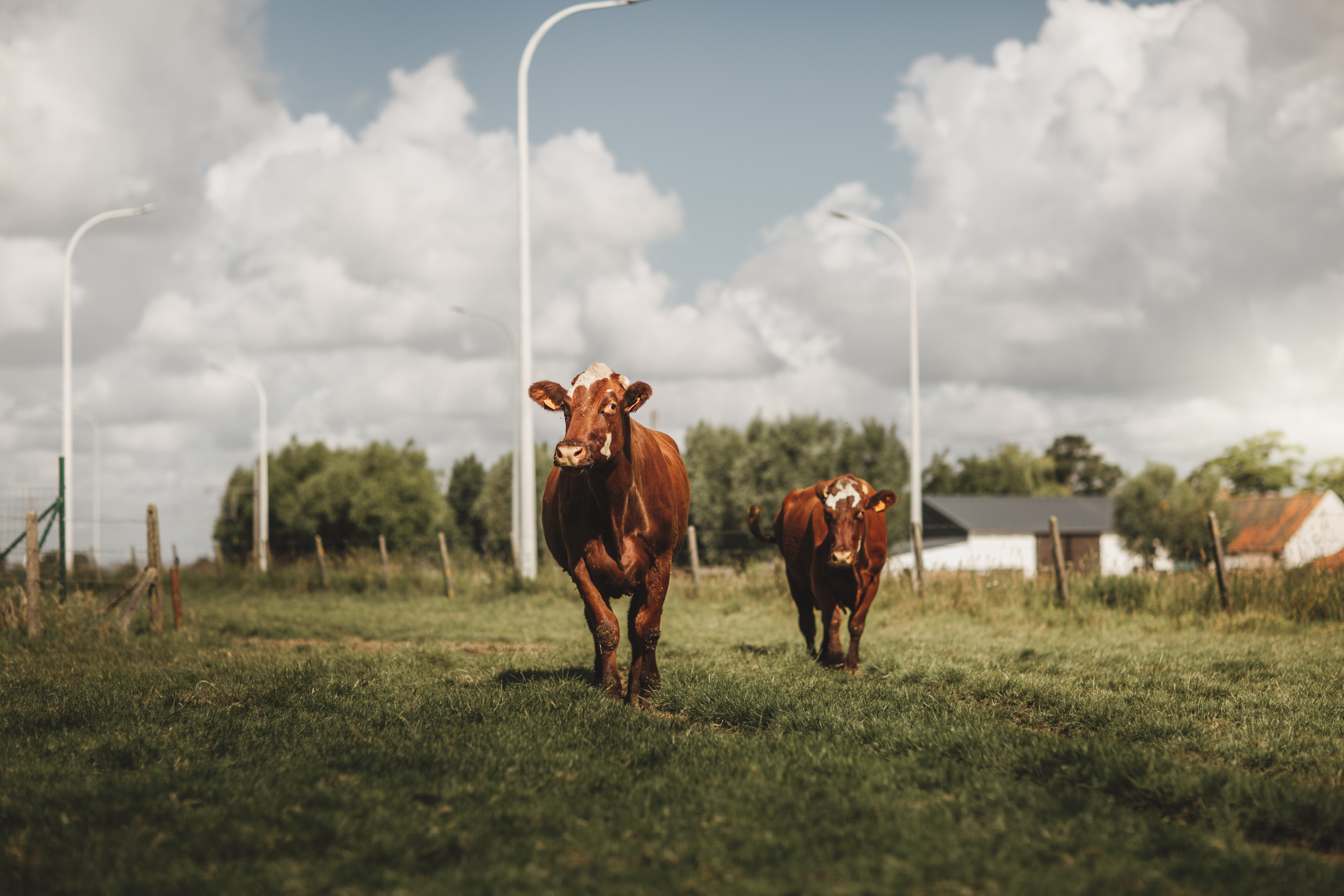 Het West-Vlaams rood-koeienras