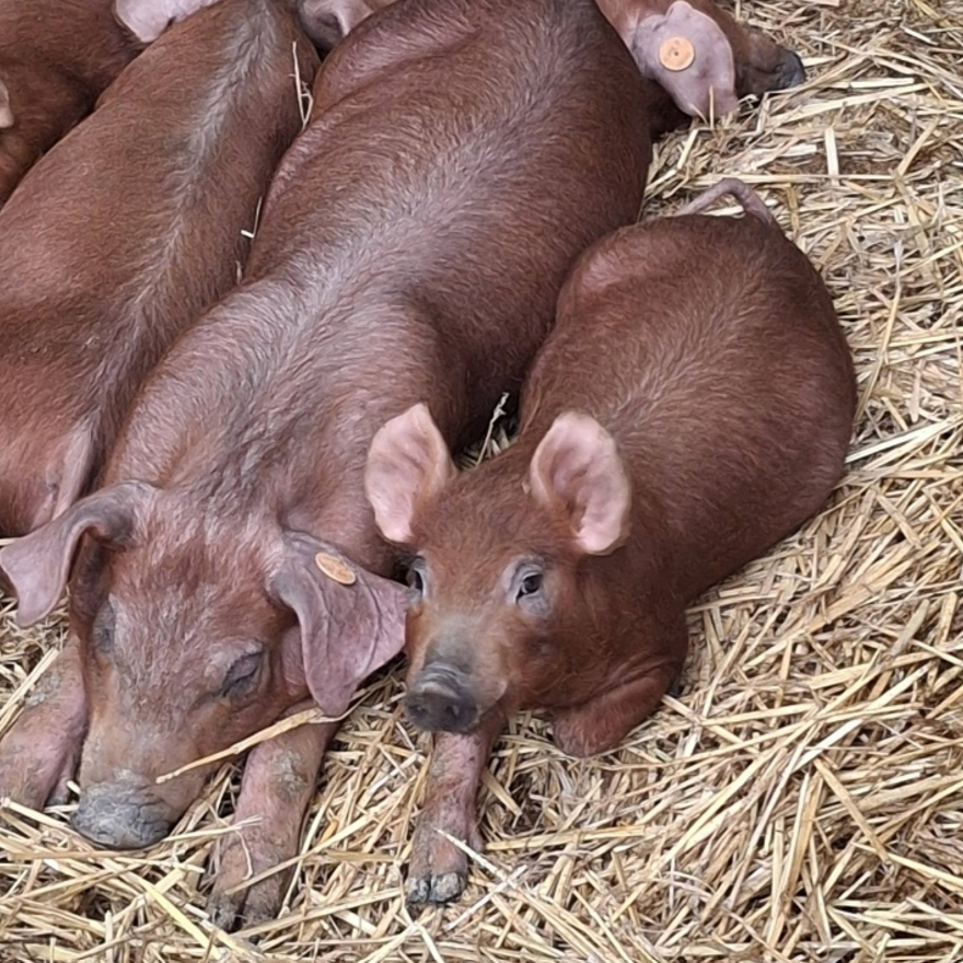 Duroc varkens