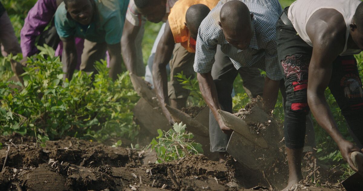 The Great Green Wall