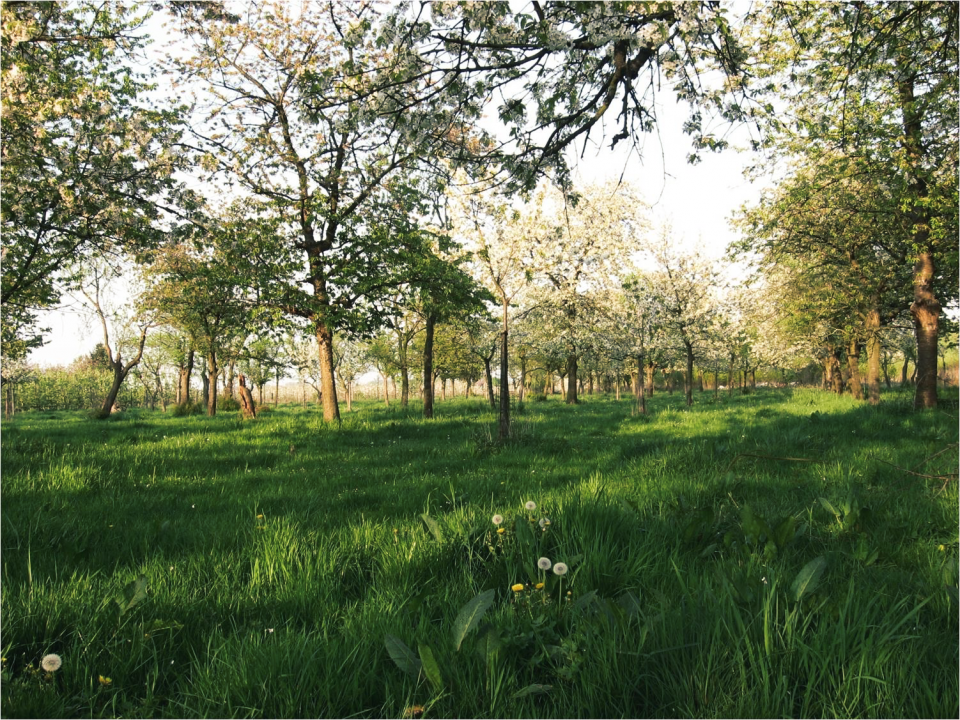 Waar_bomen_en_landbouw_elkaar_versterken