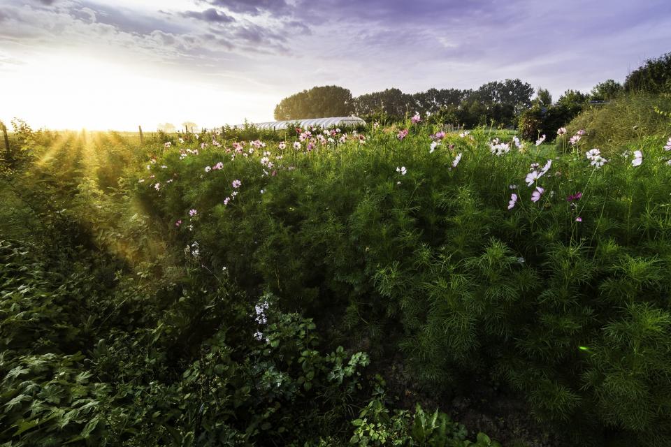 Agro ecologie