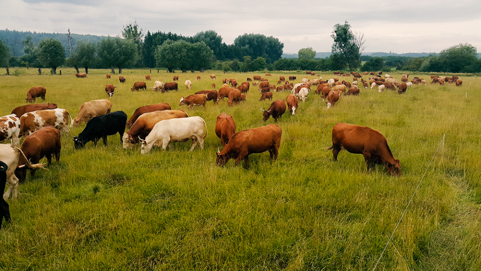 Wat_als_koeien_gras_zouden_eten