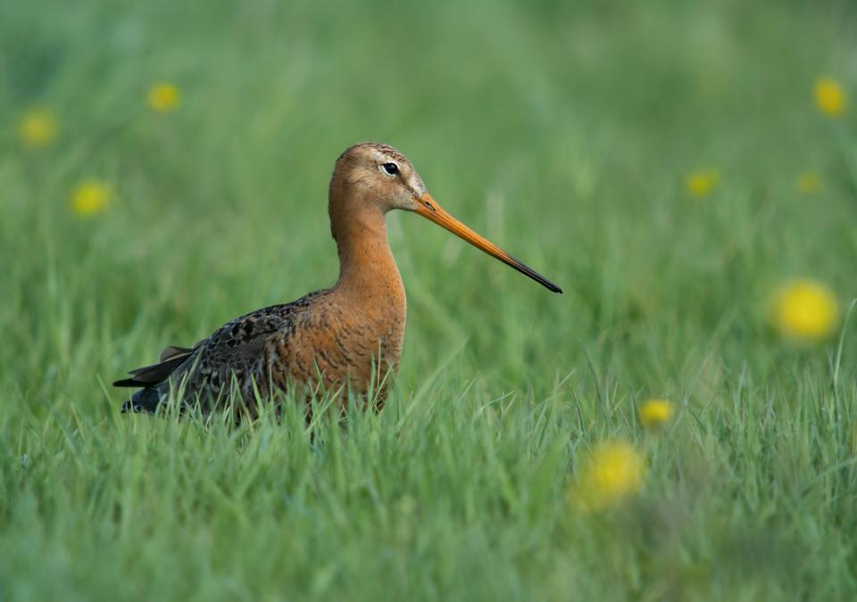 Boeren_beheren_polders