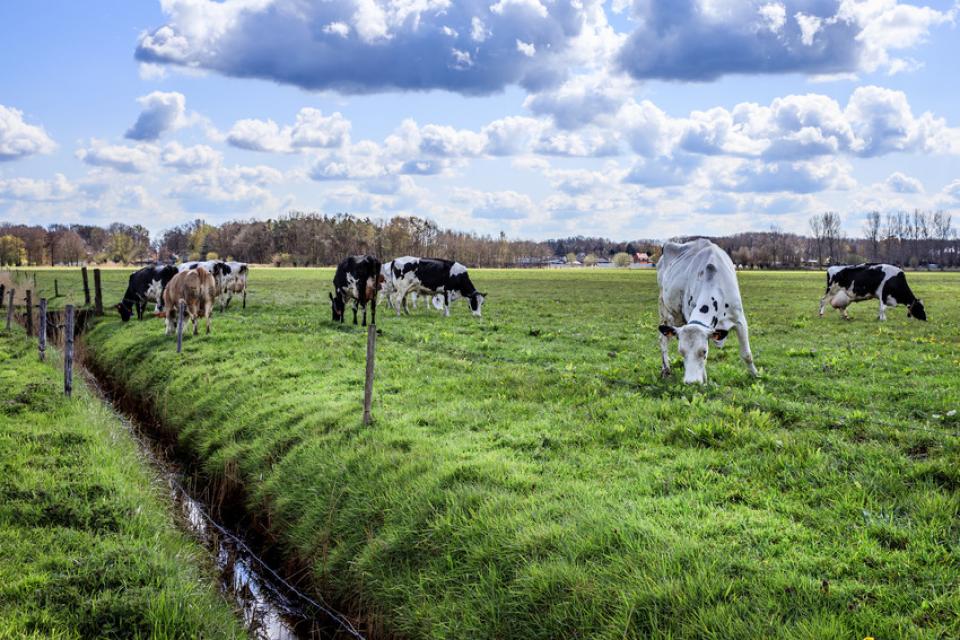 Biologische melkkoeien bij Maarten Cerpentier - foto: Sophie Nuytten 