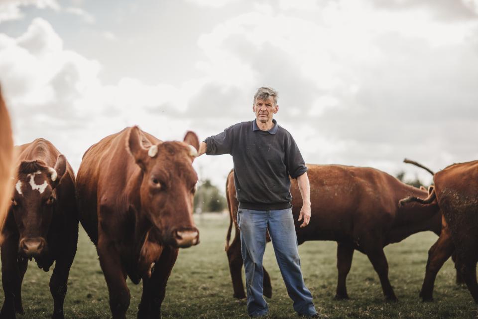 Joël Bulckaert, fokker van het West-Vlaams rood-koeienras
