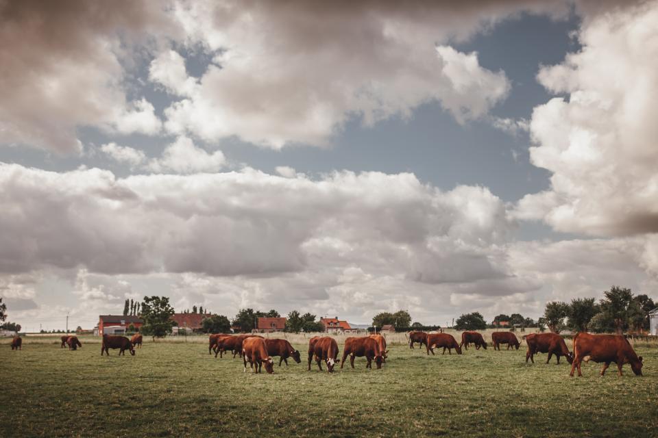 West-Vlaams roodkoeien van de familie Bulckaert te Vlamertinge