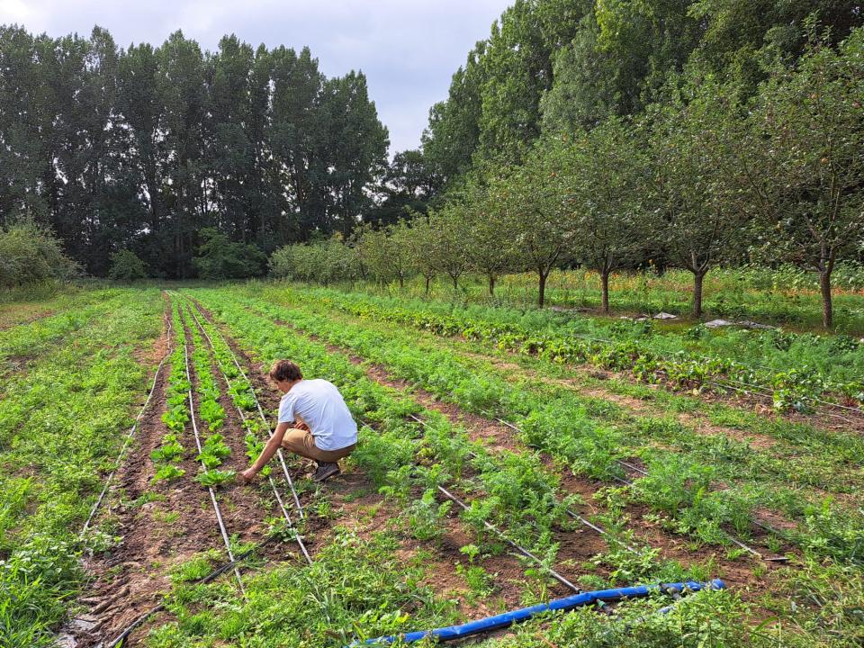 Gehurkte persoon in groentenveld