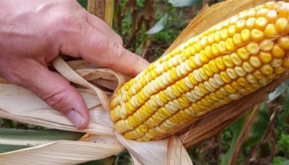 Maïs Fortaris van Nordic Maize Breeding