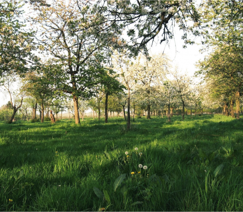 Waar_bomen_en_landbouw_elkaar_versterken