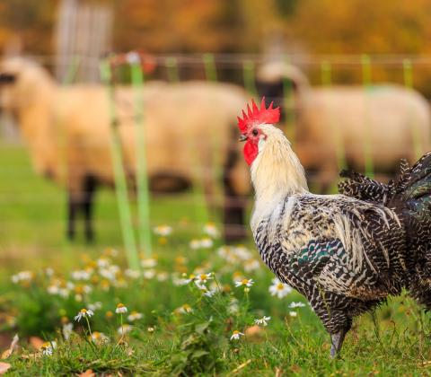 Vijf principes voor een Vlaams landbouwplan