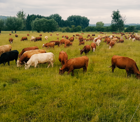 Wat_als_koeien_gras_zouden_eten