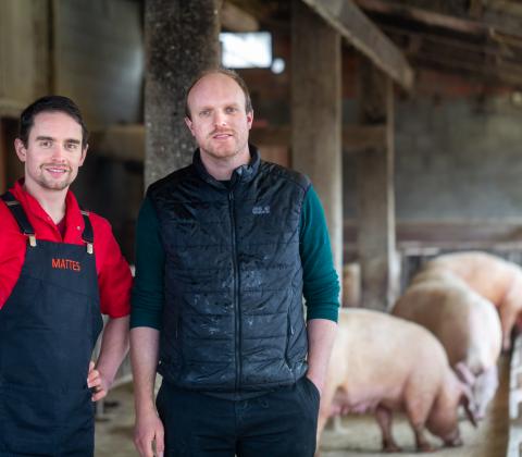 grondgenbonden varkens lokaal gevoederd