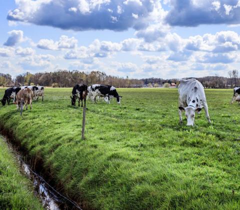 Biologische melkkoeien bij Maarten Cerpentier - foto: Sophie Nuytten
