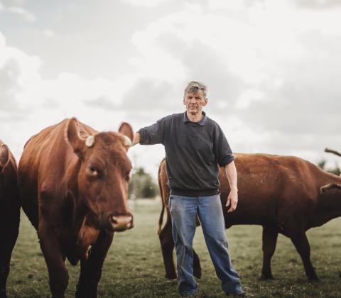 Joël Bulckaert, fokker van het West-Vlaams rood-koeienras