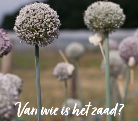 van wie is het zaad