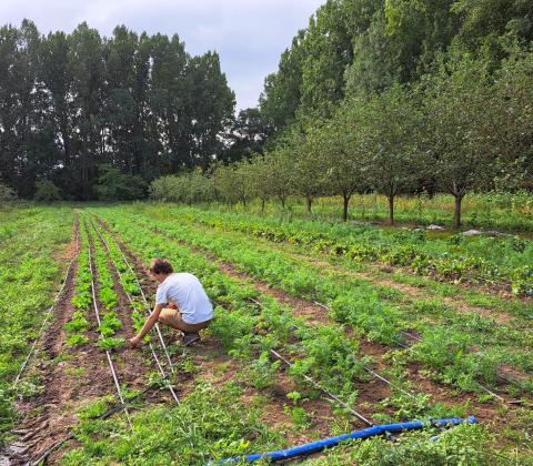 Gehurkte persoon in groentenveld