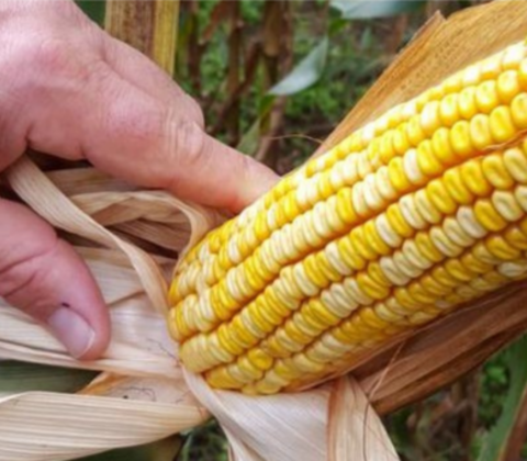 Maïs Fortaris van Nordic Maize Breeding